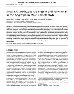 Small RNA Pathways Are Present and Functional in the Angiosperm