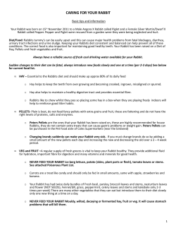 caring for your rabbit