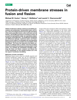 Protein-driven membrane stresses in fusion and fission