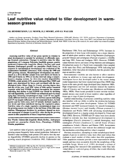 Leaf nutritive value related to tiller development in warm