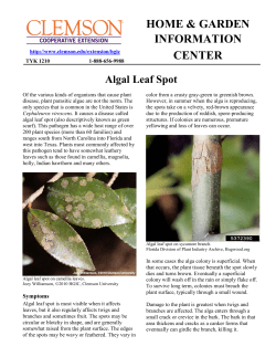 Algal Leaf Spot - Clemson University