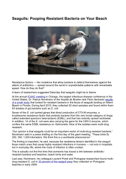 Seagulls: Pooping Resistant Bacteria on Your Beach