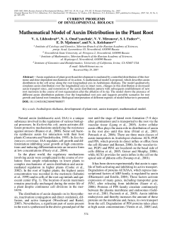 Mathematical Model of Auxin Distribution in the Plant Root