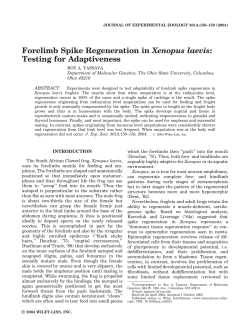 Forelimb spike regeneration in Xenopus laevis: Testing for