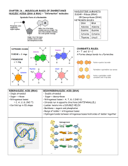 The Molecular Basis of Inheritance