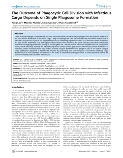 The Outcome of Phagocytic Cell Division with