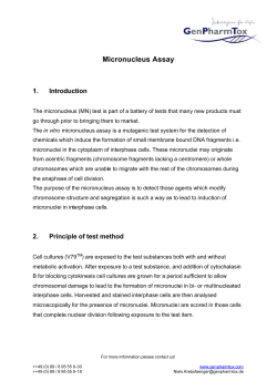 Micronucleus Assay