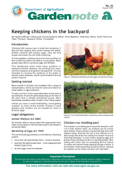 Keeping chickens in the backyard