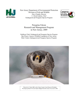 2009 Peregrine Falcon Report