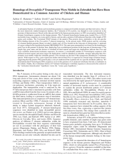 Homologs of Drosophila P Transposons Were