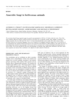 Anaerobic fungi in herbivorous animals