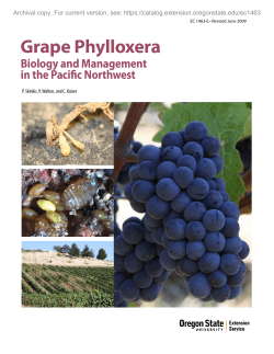 Grape Phylloxera: Biology and Management in the Pacific Northwest