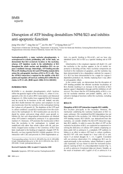 Disruption of ATP binding destabilizes NPM/B23 and inhibits anti