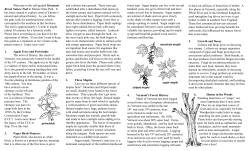 Mountain Brook Nature Trail