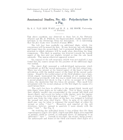 Anatomical Studies, No. 42: Polydactylism in a Pig.