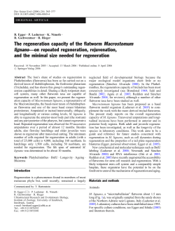 The regeneration capacity of the flatworm