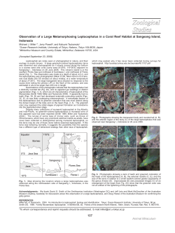 107 Observation of a Large Metamorphosing Leptocephalus in a