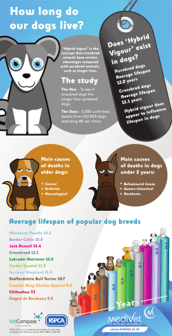 Hybrid Vigour in our Dogs