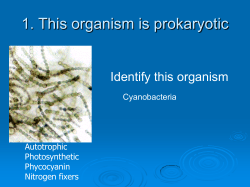 Practice Quiz 2: Primary Producers