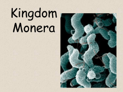 Kingdom Monera - Stjosephcs.org