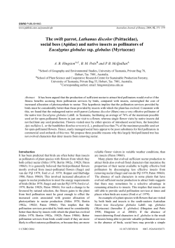 and native insects as pollinators of Eucalyptus globulus