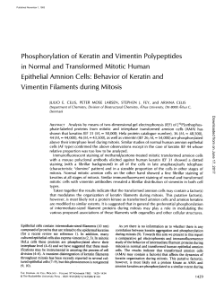 Phosphorylation of Keratin and Vimentin Polypeptides in Normal