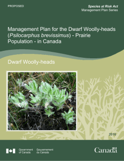 Dwarf Woolly-heads (Psilocarphus brevissimus)