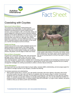 Coexisting with Coyotes