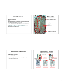 Embryo Development Mature Embryo