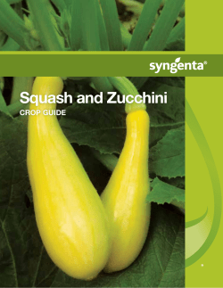 Squash and Zucchini