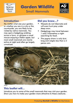 - Norfolk Wildlife Trust