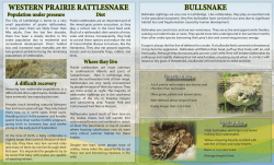 bullsnake western prairie rattlesnake