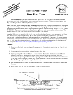 How to Plant Your Bare Root Trees