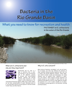 Bacteria in the Rio Grande Basin
