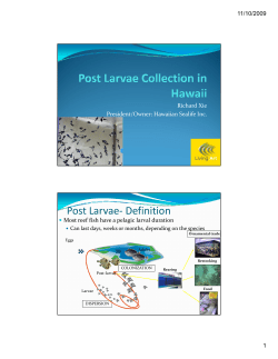 Post Larvae- Definition