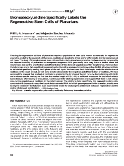 Bromodeoxyuridine Specifically Labels the Regenerative Stem Cells