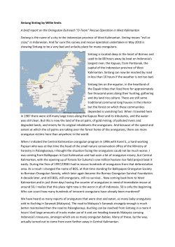 Sintang Sinting by Willie Smits A brief report on the Orangutan