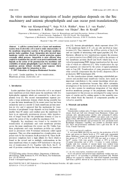 In vitro membrane integration of leader peptidase depends on the
