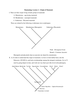 Mammalogy Lecture 2 - Origin of Mammals I. There are three major