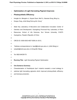 Optimization of Light Harvesting Pigment Improves Photosynthetic