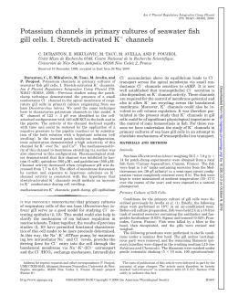 Potassium channels in primary cultures of seawater fish gill cells. I