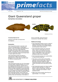 Giant Queensland groper - NSW Department of Primary Industries