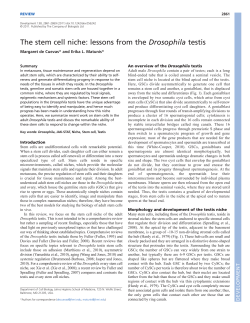 The stem cell niche: lessons from the Drosophila testis