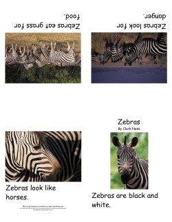 Zebras - Clarkness