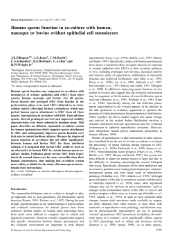 Human sperm function in co-culture with human, macaque or bovine