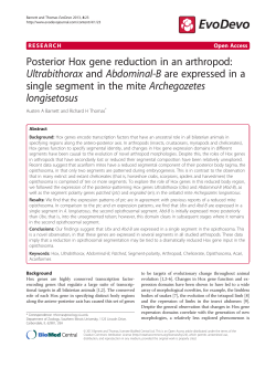 Posterior Hox gene reduction in an arthropod