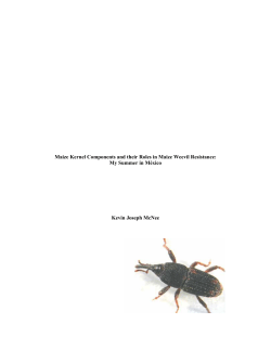 Maize Kernel Components and their Roles in Maize Weevil