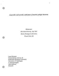 Anaerobic and aerobic cultivation ofmarine pelagic bacteria.