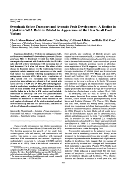 Symplastic Solute Transport and Avocado Fruit Development: A