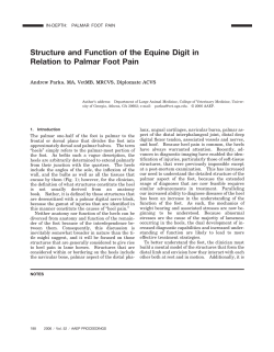 Structure and Function of the Equine Digit in Relation to